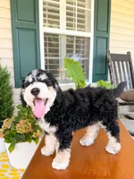 Aspen, a male Aussiedoodle for sale in Lexington, KY – 4 of 8