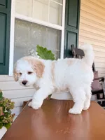 Oak, a male Aussiedoodle for sale in Lexington, KY – 3 of 9