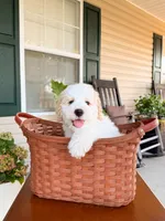 Oak, a male Aussiedoodle for sale in Lexington, KY – 9 of 9