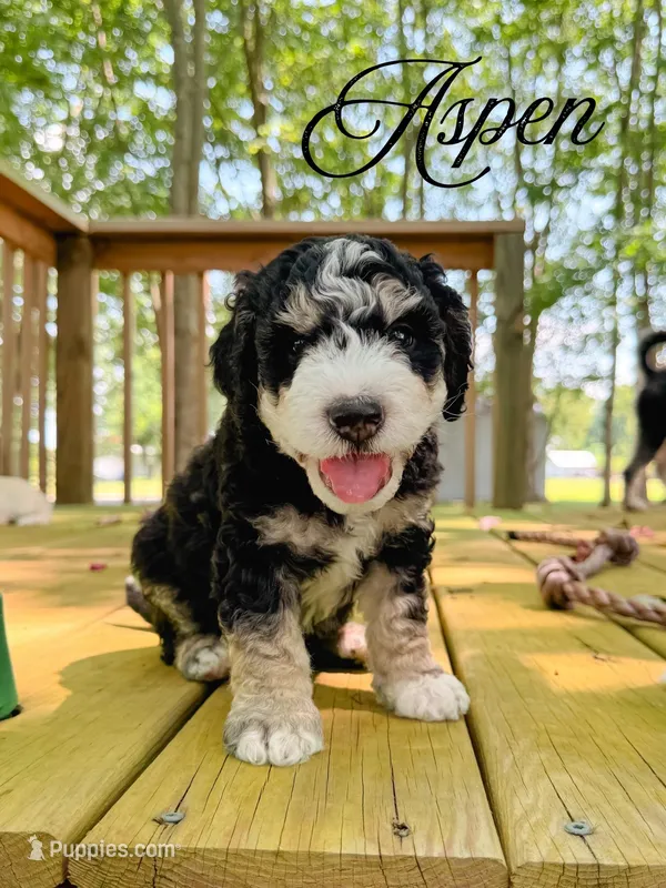 Aspen – Aussiedoodle puppy for sale in Lexington, KY
