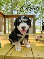 Aspen, a male Aussiedoodle for sale in Lexington, KY – 1 of 2