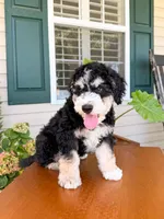 Aspen, a male Aussiedoodle for sale in Lexington, KY – 2 of 8