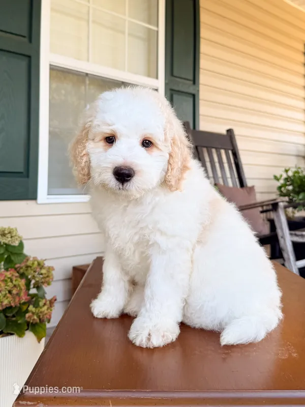 Oak – Aussiedoodle puppy for sale in Lexington, KY