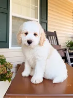 Oak, a male Aussiedoodle for sale in Lexington, KY – 1 of 9