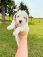 Oak, a male Aussiedoodle for sale in Lexington, KY – 2 of 2