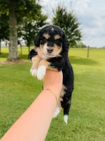 Maple, a female Aussiedoodle for sale in Lexington, KY – 2 of 2