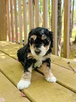 Spruce , a male Aussiedoodle for sale in Lexington, KY – 2 of 3