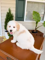 Oak, a male Aussiedoodle for sale in Lexington, KY – 7 of 9