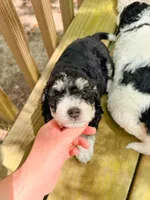 Fern, a female Aussiedoodle for sale in Lexington, KY – 2 of 3