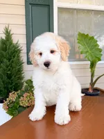 Oak, a male Aussiedoodle for sale in Lexington, KY – 8 of 9