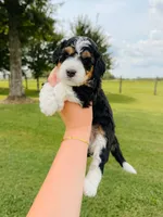 Olive, a female Aussiedoodle for sale in Lexington, KY – 2 of 2