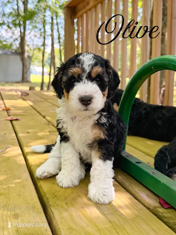 Olive – Aussiedoodle puppy for sale in Lexington, KY