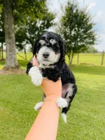 Fern, a female Aussiedoodle for sale in Lexington, KY – 2 of 2
