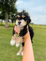 Spruce , a male Aussiedoodle for sale in Lexington, KY – 2 of 2