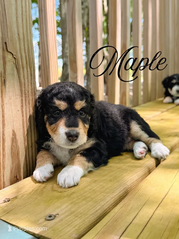 Maple – Aussiedoodle puppy for sale in Lexington, KY