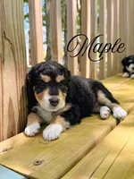 Maple, a female Aussiedoodle for sale in Lexington, KY – 1 of 2