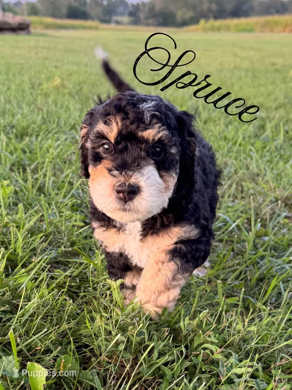 Spruce  – Aussiedoodle puppy for sale in Lexington, KY