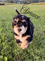Spruce , a male Aussiedoodle for sale in Lexington, KY – 1 of 3