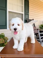 Oak, a male Aussiedoodle for sale in Lexington, KY – 2 of 9