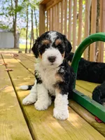 Olive, a female Aussiedoodle for sale in Lexington, KY – 2 of 3