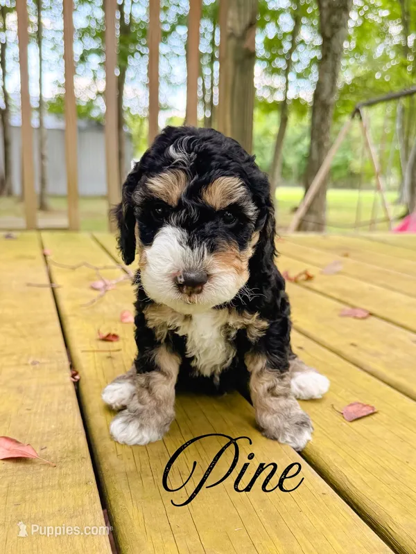 Pine – Aussiedoodle puppy for sale in Lexington, KY