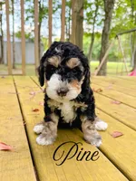 Pine, a male Aussiedoodle for sale in Lexington, KY – 1 of 2
