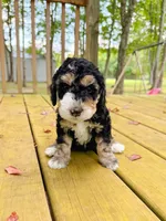 Pine, a male Aussiedoodle for sale in Lexington, KY – 2 of 3