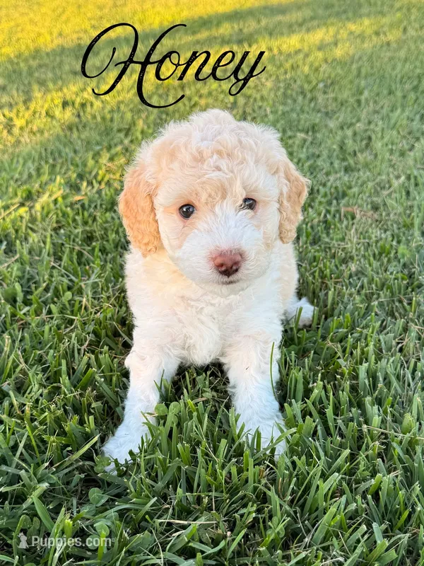 Honey – Aussiedoodle puppy on hold in Lexington, KY