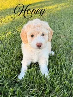 Honey, a female Aussiedoodle for sale in Lexington, KY – 1 of 1