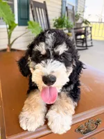 Aspen, a male Aussiedoodle for sale in Lexington, KY – 5 of 8