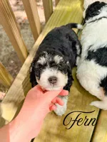 Fern, a female Aussiedoodle for sale in Lexington, KY – 1 of 2