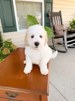 Oak, a male Aussiedoodle for sale in Lexington, KY – 6 of 9