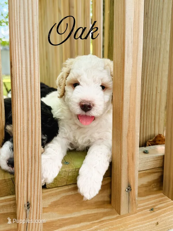 Oak – Aussiedoodle puppy for sale in Lexington, KY
