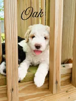 Oak, a male Aussiedoodle for sale in Lexington, KY – 1 of 2