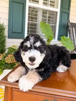 Aspen, a male Aussiedoodle for sale in Lexington, KY – 8 of 8