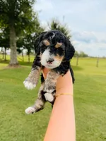 Pine, a male Aussiedoodle for sale in Lexington, KY – 2 of 2