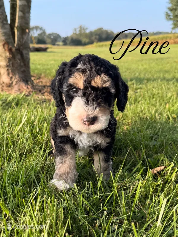 Pine – Aussiedoodle puppy for sale in Lexington, KY