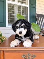 Aspen, a male Aussiedoodle for sale in Lexington, KY – 3 of 8