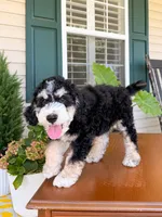 Aspen, a male Aussiedoodle for sale in Lexington, KY – 6 of 8