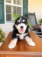 Aspen, a male Aussiedoodle for sale in Lexington, KY – 7 of 8
