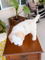 Oak, a male Aussiedoodle for sale in Lexington, KY – 5 of 9