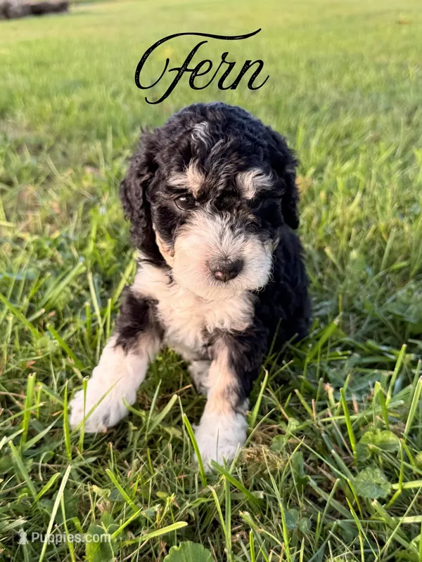 Fern – Aussiedoodle puppy on hold in Lexington, KY
