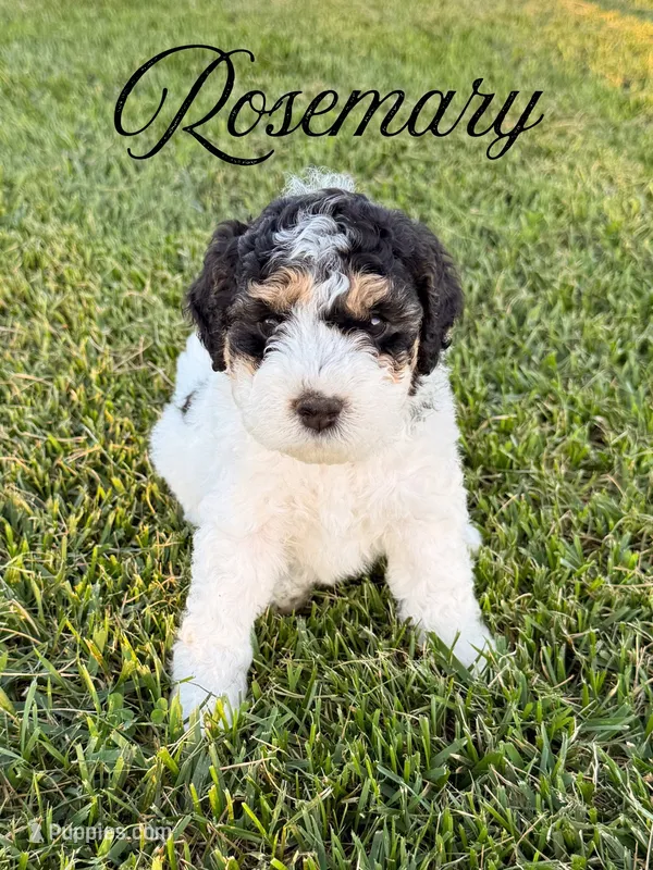 Rosemary  – Aussiedoodle puppy on hold in Lexington, KY