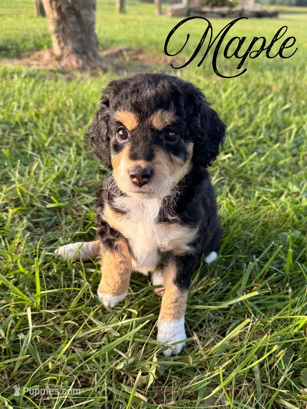 Maple – Aussiedoodle puppy on hold in Lexington, KY