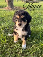 Maple, a female Aussiedoodle for sale in Lexington, KY – 1 of 3