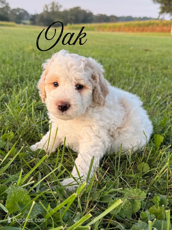 Oak – Aussiedoodle puppy for sale in Lexington, KY