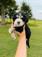 Aspen, a male Aussiedoodle for sale in Lexington, KY – 2 of 2