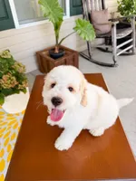 Oak, a male Aussiedoodle for sale in Lexington, KY – 4 of 9