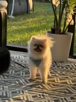 Bruno, a male Pomeranian for sale in Houston, TX – Photo 3 of 5