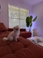 Bruno, a male Pomeranian for sale in Houston, TX – Photo 5 of 5